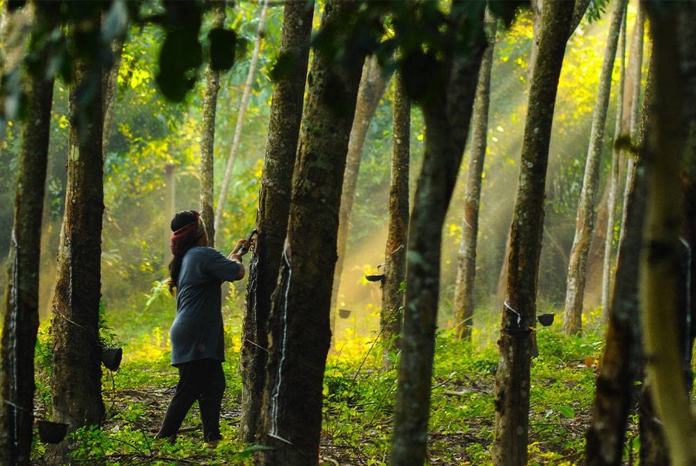 Kira-kira 49,000 pekebun kecil getah di seluruh negara akan menerima Bantuan Khas Kewangan Aidilfitri sebanyak RM200. - Gambar hiasan