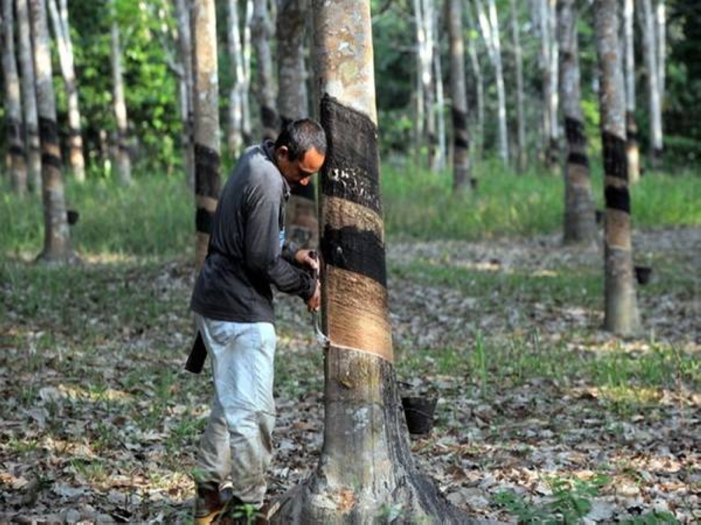 Bayaran BKKA sebanyak RM200 kepada 318,642 orang pekebun kecil getah di bawah Pihak Berkuasa RISDA akan dibuat mulai Jumaat ini. - Gambar hiasan