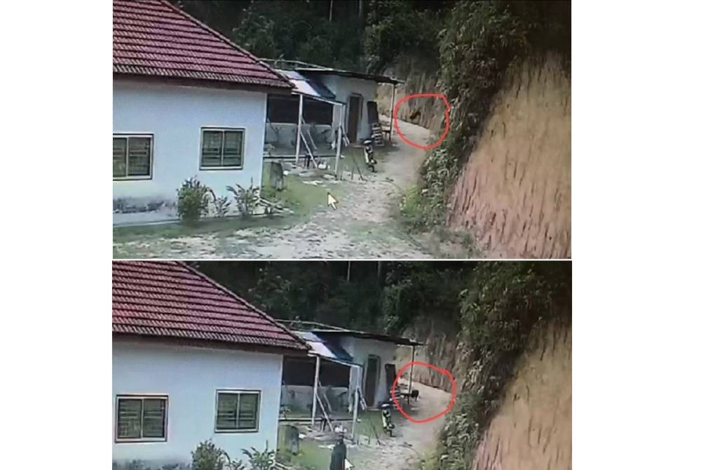 Rakaman CCTV mengenai kehadiran haiwan tersebut.