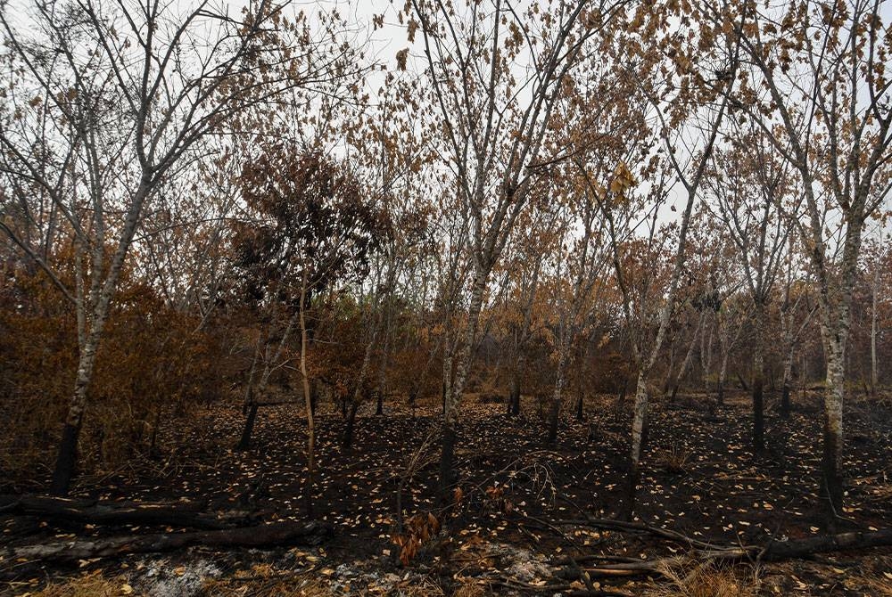 Kesan kebakaran kebun getah dapat dilihat di beberapa kawasan sepanjang Kampung Kual Mukim Beris Lalang ketika tinjauan pada Ahad. -Foto: Bernama