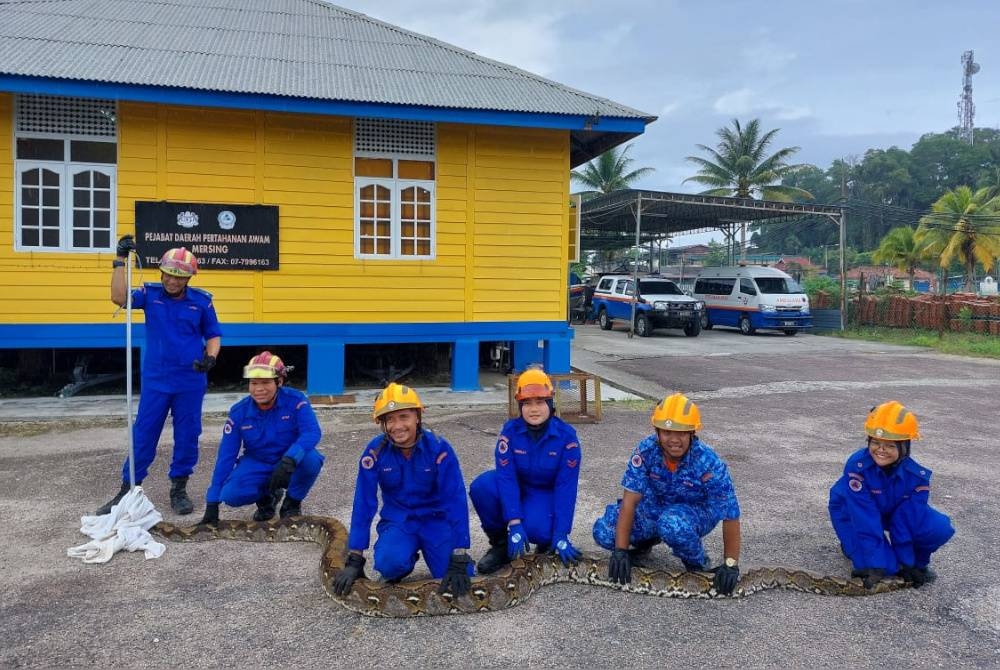 APM Mersing menangkap ular sawa seberat 150kg di sebuah chalet di Air Papan Mersing. - Foto APM Mersing