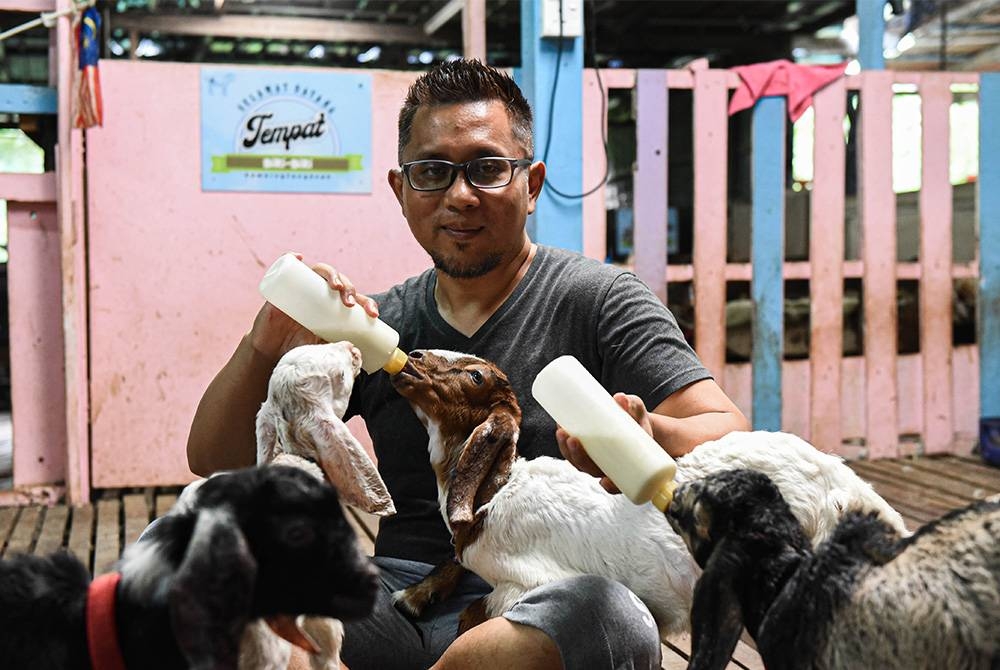 Azroy bersama kambing-kambingnya yang manja.