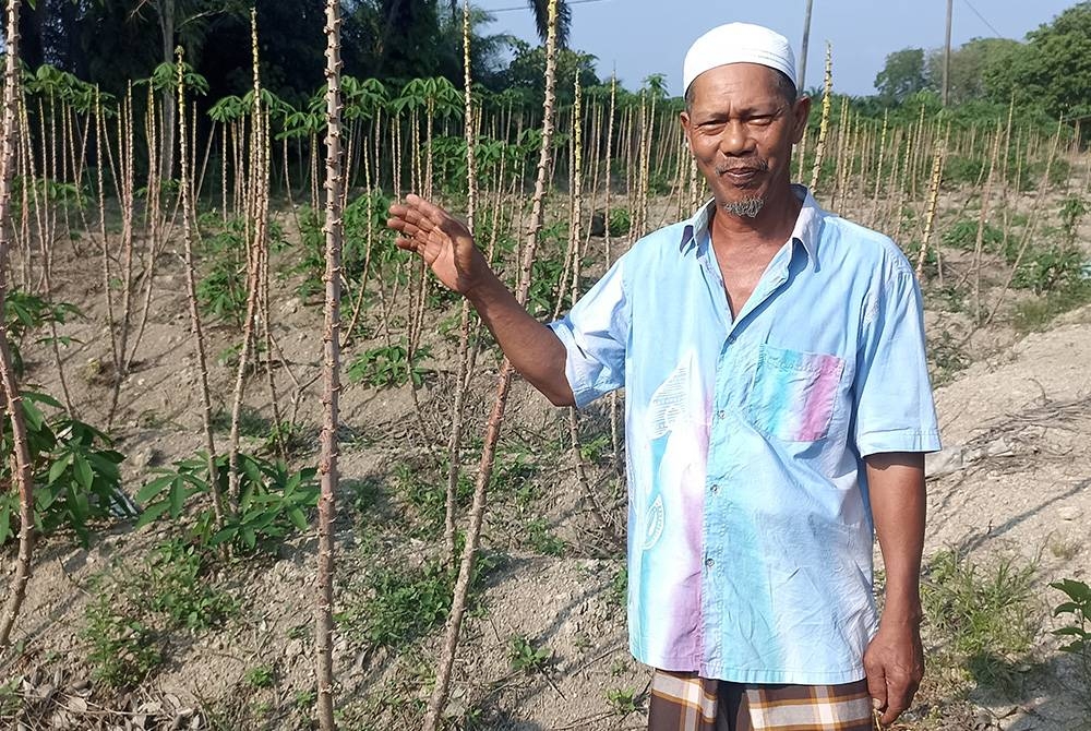 Mohd Nasir menunjukkan pokok ubi kayu yang rosak akibat banjir pada bulan lalu.