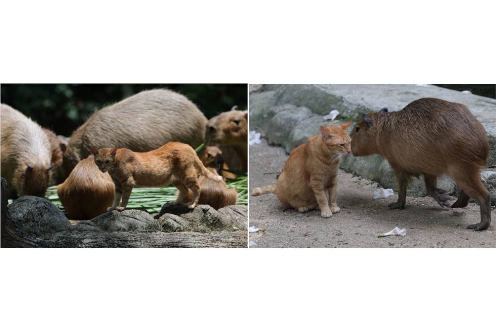 Seekor kucing yang dikenali dengan nama Oyen bersama kumpulan capybara di Zoo Negara baru-baru ini. - Foto Bernama