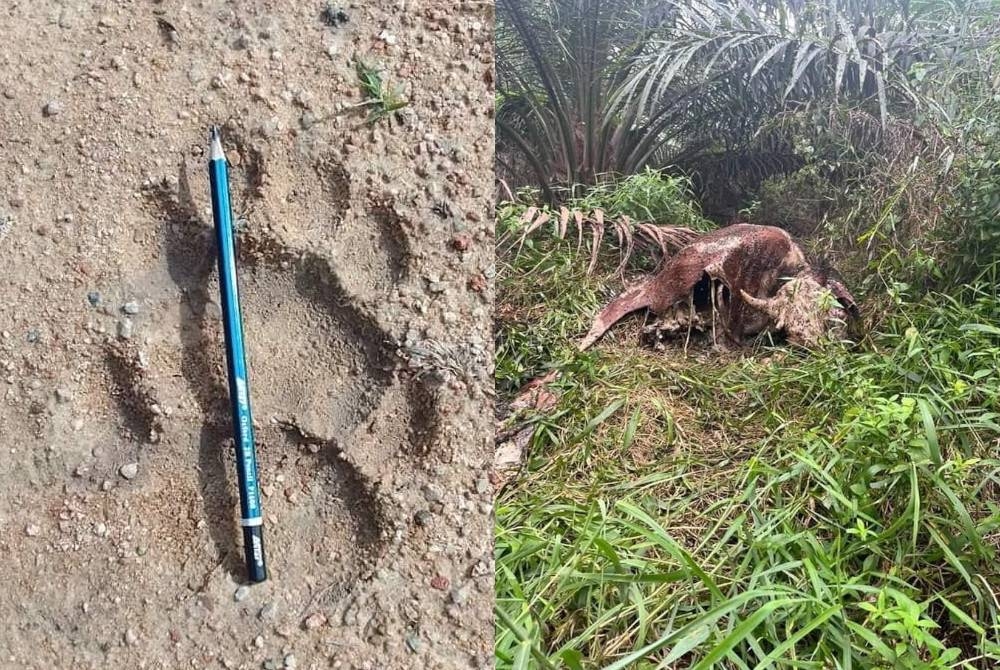 Kesan tapak kaki dipercayai harimau tetapi sehingga kini masih belum ada sebarang pengesahan daripada pihak Perhilitan. Bangkai seekor lembu dipercayai akibat diserang haiwan buas dalam kawasan kebun kelapa sawit di Felda Ulu Tebrau, Johor Bahru.