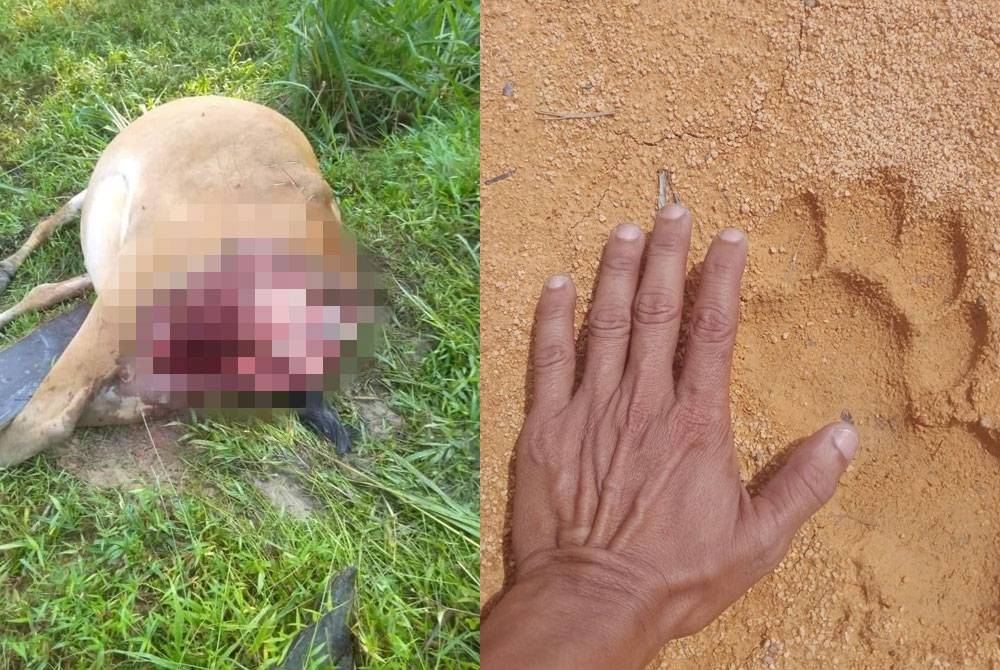 Tular beberapa foto penemuan beberapa bangkai lembu dan tapak kaki binatang buas tersebut dipercayai seekor harimau di ladang kelapa sawit berkenaan.