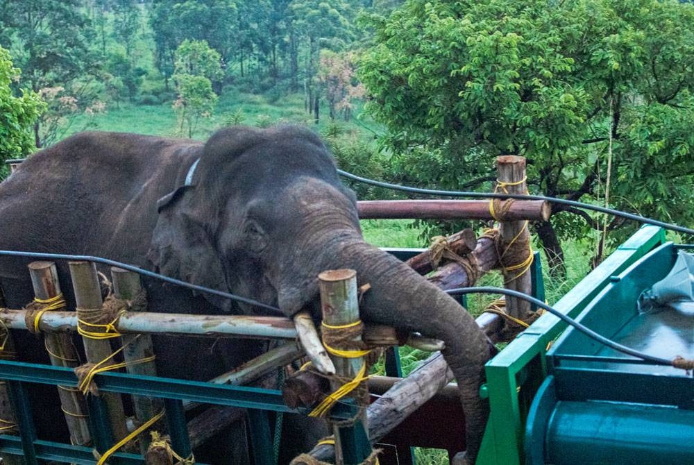 Gajah jantan yang digelar &#039;Arikomban&#039; berjaya dipindahkan ke rizab hidupan liar untuk pemantauan. - AFP