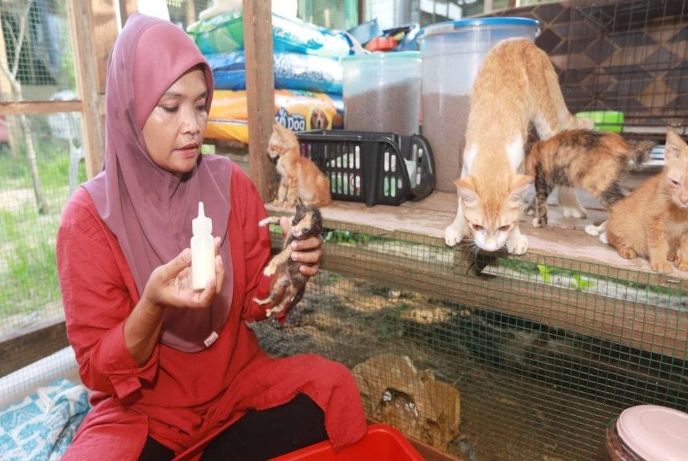 Yuslinda memberikan susu menggunakan botol kepada anak kucing yang dikutip di sekitar Bandaraya Kuantan.