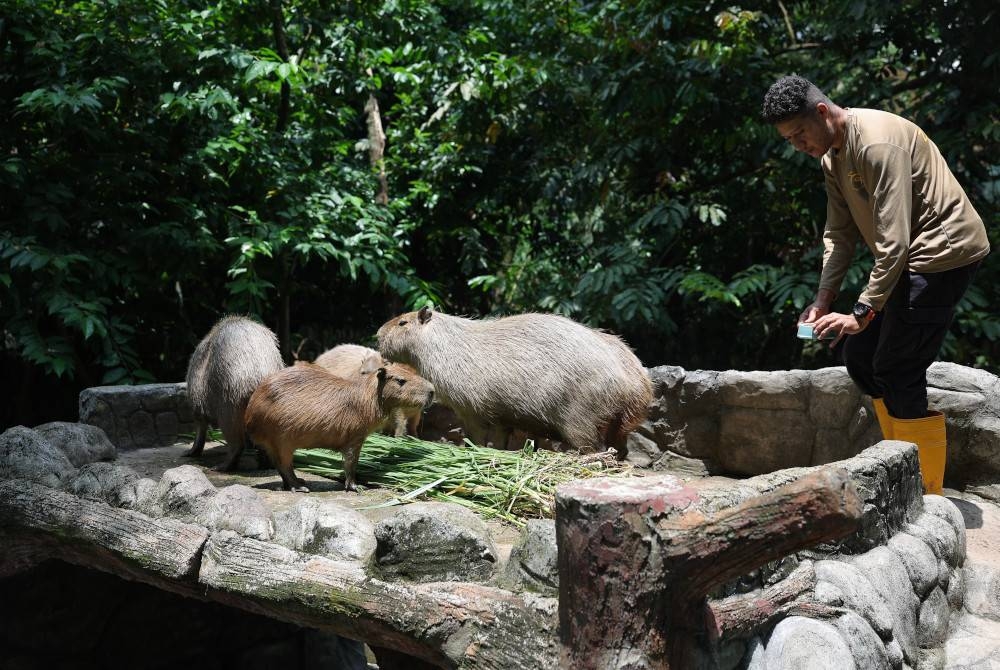 Seorang penjaga zoo sibuk memberi makan kepada haiwan mamalia capybara di Zoo Negara baru-baru ini. - Foto Bernama
