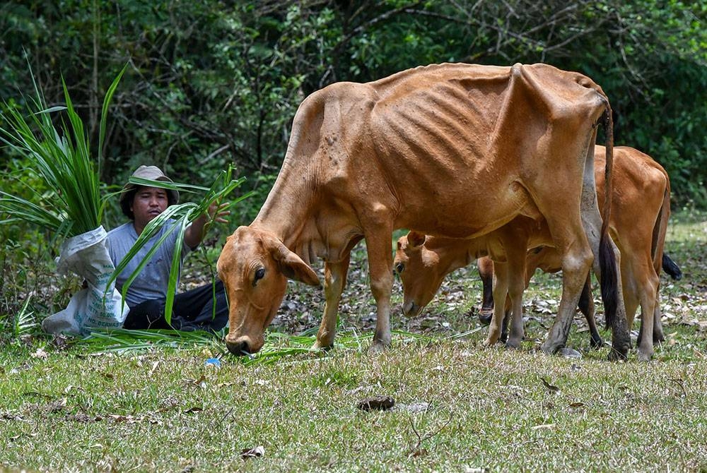 Penternak lembu Mohd Khairi Mustafa, 34, terpaksa memberi rumput tambahan yang diperolehi dari tempat lain selepas kebanyakan kawasan ragut bertukar warna dan kering akibat kekurangan air ketika tinjauan di Kampung Kuala Nal. - Foto Bernama.