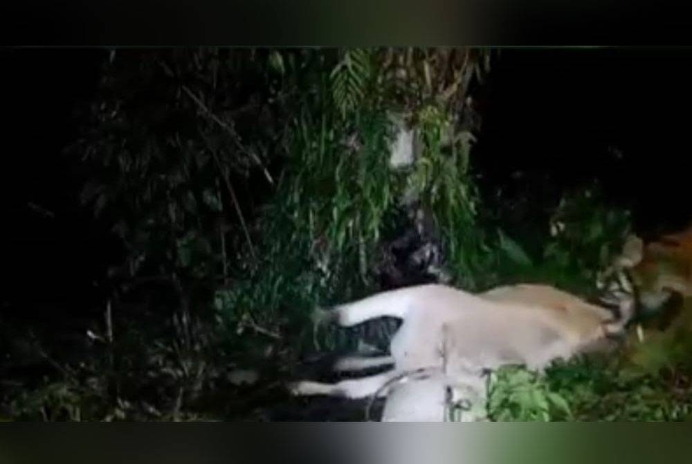 Tangkap layar video yang memaparkan harimau belang sedang melahap seekor lembu sebenarnya berlaku di Indonesia.