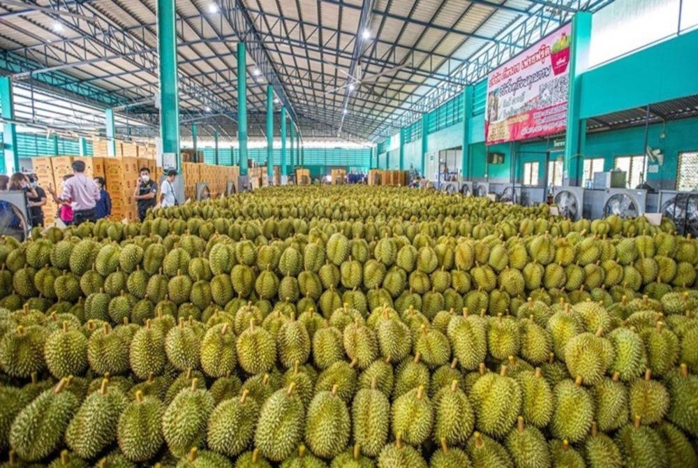 Pulau Hainan di China dengan keluasan lebih 2,000 hektar dijangka mengeluarkan hasil pada Jun ini.