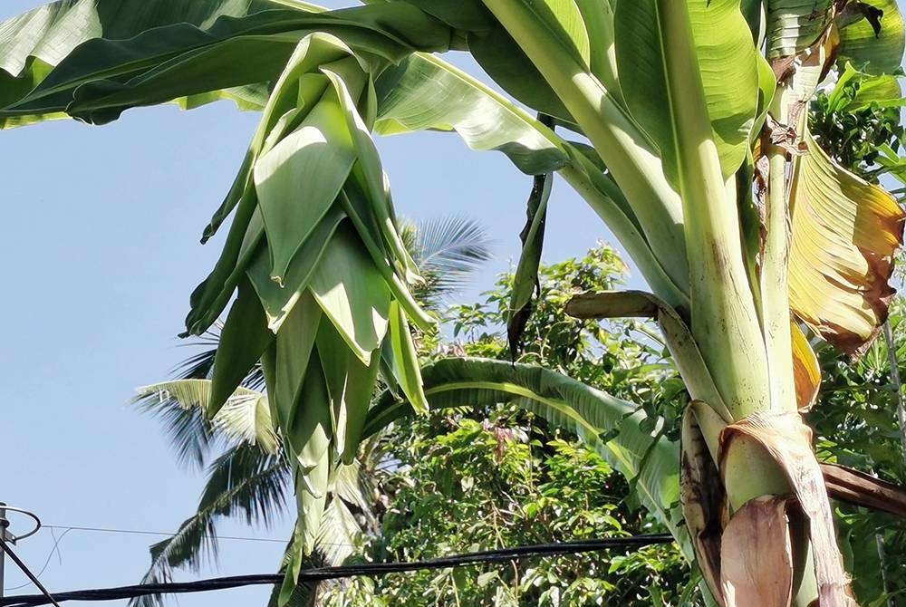 Pokok pisang &#039;tutup aurat&#039; sudah mula berbuah.