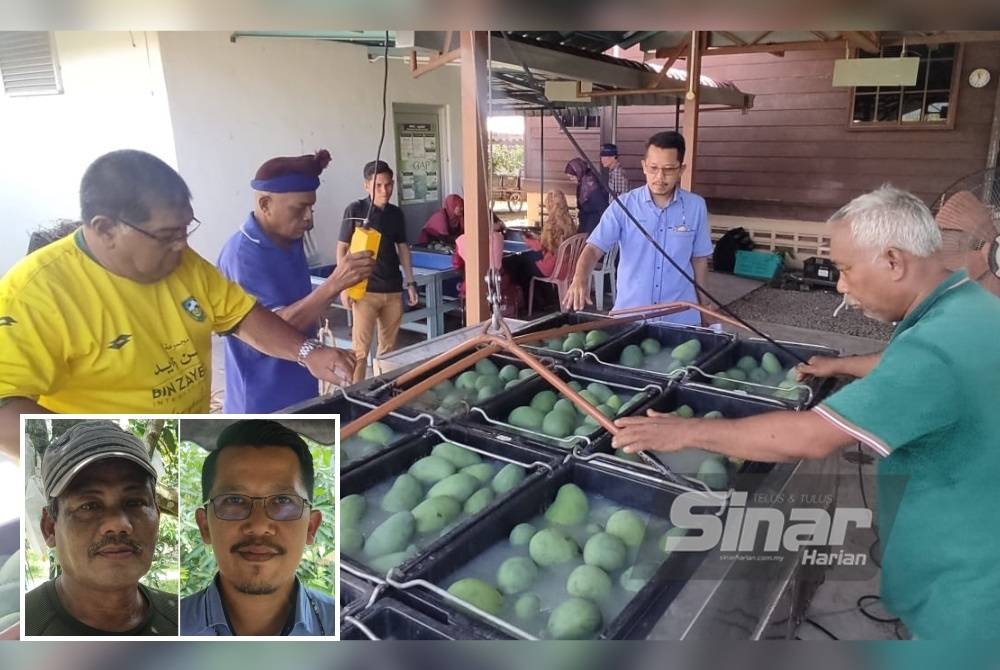 Osman (kanan) ketika melakukan proses rawatan air panas ke atas mangga harumanis yang telah diambil daripada ladang di Beseri, Perlis. (Gambar kecil: Idris Ahmad, Hafizzuddin Othman)