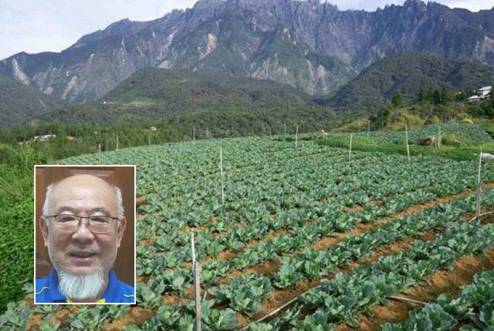 Cuaca panas telah memberi impak positif kepada penanaman sayur-sayuran. - Gambar hiasan (Gambar kecil: Chay Ee Mong)