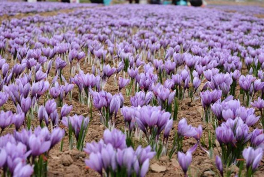 Safron yang ditanam di Afghanistan telah diiktiraf sebagai yang terbaik di dunia dari segi rasa dan bau sejak dua dekad yang lalu.