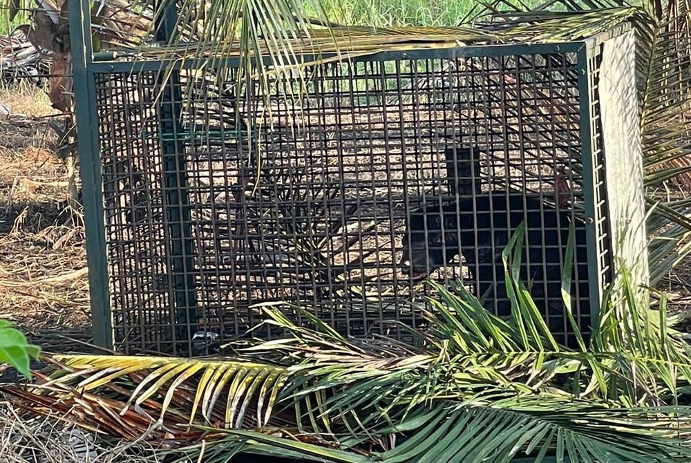 Beruang matahari yang masuk perangkap Perhilitan di Kampung Parit 5 Gambut pada Isnin.