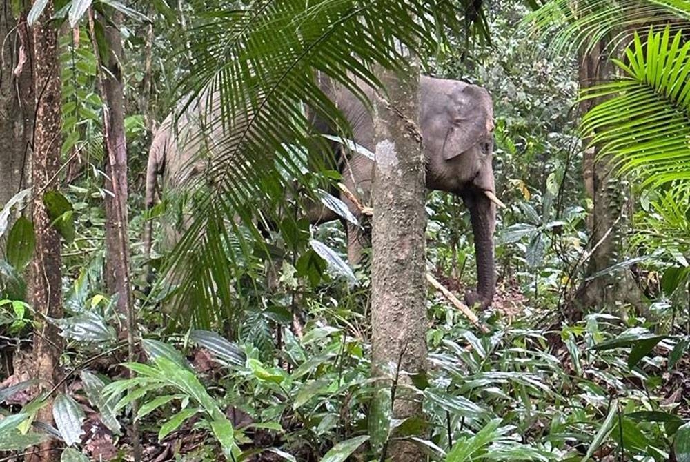 Seekor gajah liar yang memusnahkan tanaman penduduk di Kampung Seri Bayas, Setiu berjaya ditangkap Perhilitan Terengganu pada Isnin. - Foto: Perhilitan Terengganu