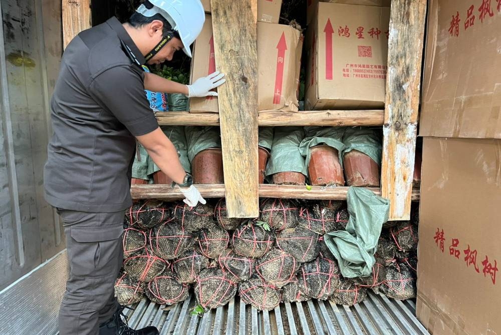 Pokok hiasan tanpa permit yang dirampas di Pelabuhan Tanjung Pelepas.