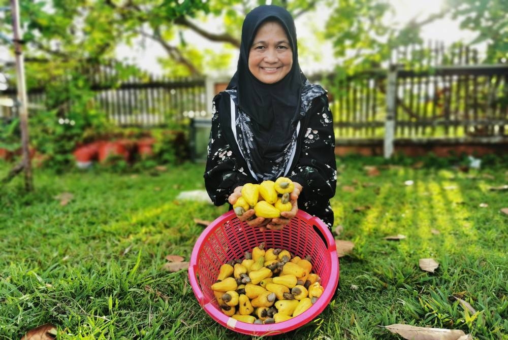 Norliza menunjukkan sebahagian buah jambu golok yang masak ranum di tepi rumahnya di Kuala Ibai, Kuala Terengganu.