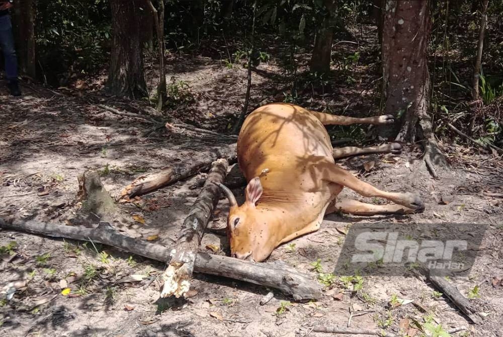 Lembu yang mati dipercayai makan tembikai diletakkan racun.