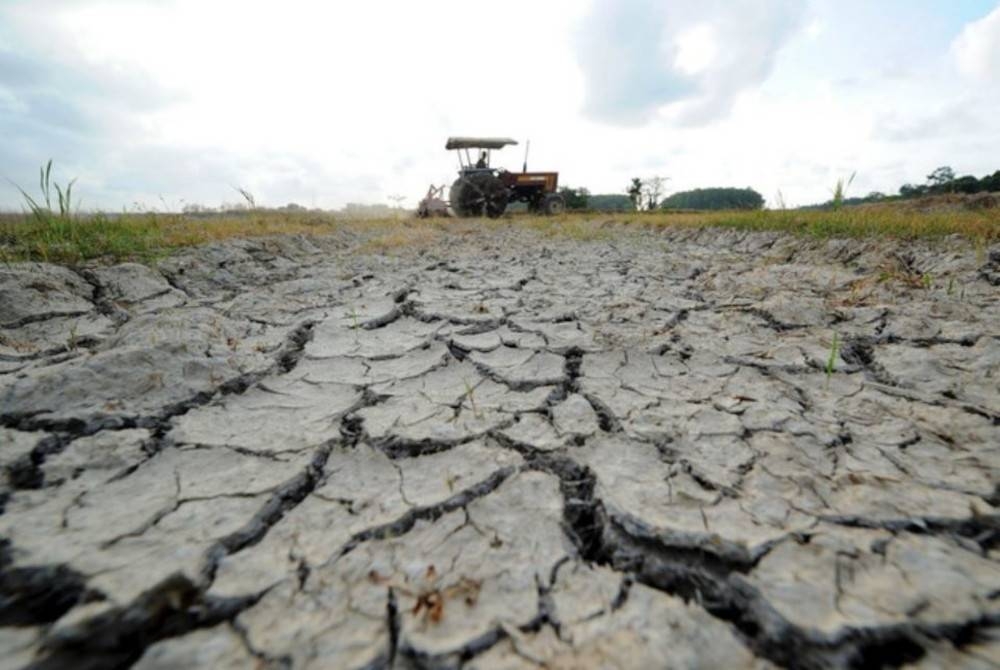 MADA memberi jaminan fenomena El Nino yang dijangka berlaku bulan ini tidak akan menjejaskan aktiviti tanaman padi di kawasan Muda. - Foto Bernama