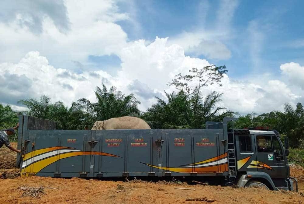 Gajah jantan liar yang ditangkap Perhilitan Terengganu kerana memusnahkan tanaman pekebun di Kampung Seri Bayas, Setiu berjaya dipindahkan ke Taman Negara Terengganu pada Rabu. - Foto Perhilitan