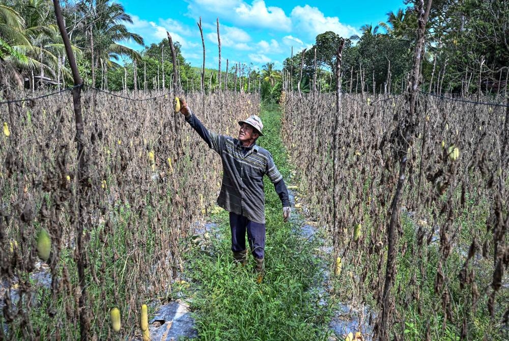 Petani Alias Awang, 71, memeriksa buah timun yang rosak berikutan cuaca panas ketika tinjauan di Kampung Pak Madah hari ini. - Foto Bernama