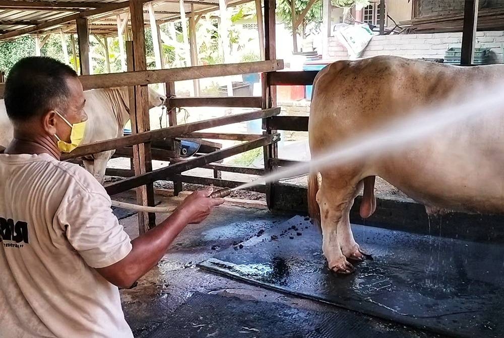 Adanal perlu memandikan lembu sado miliknya lebih banyak berbanding kebiasaan sepanjang musim panas ini.