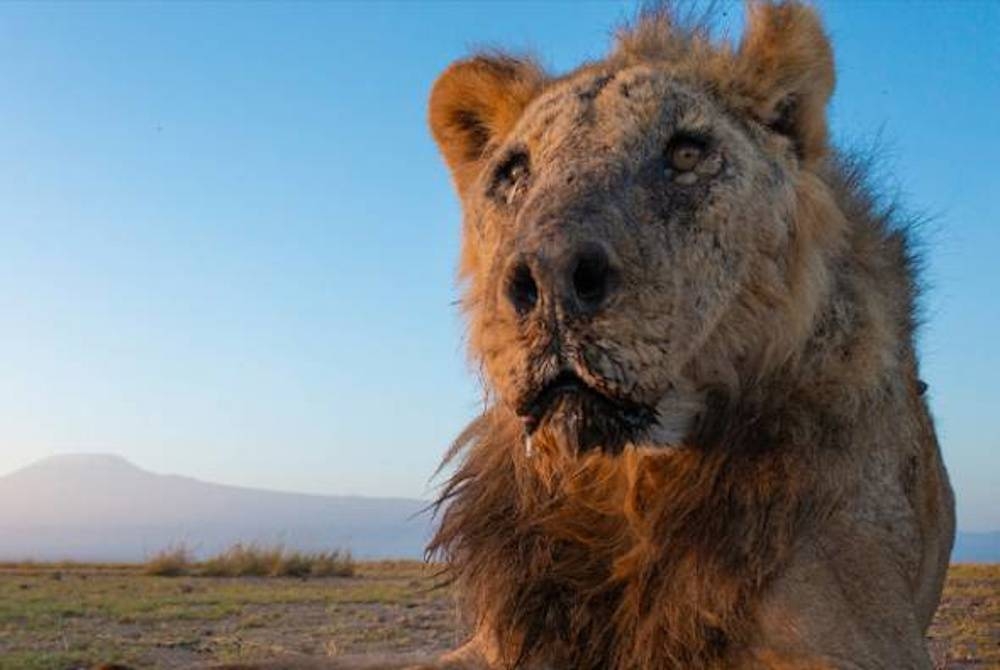 Loonkiito berkemungkinan merupakan singa jantan tertua dalam ekosistem di Afrika yang mana kebanyakan singa hidup sehingga sekitar 13 tahun di habitat liar. - Facebook Lion Guardians