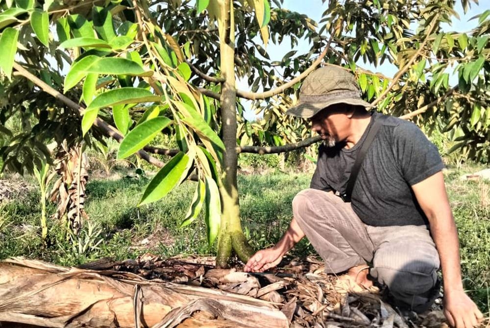 Zulkifli menunjukkan air yang disalurkan ke pokok durian musang king yanag ditanam lebih setahun lalu bagi mengelakkan masalah bantut.