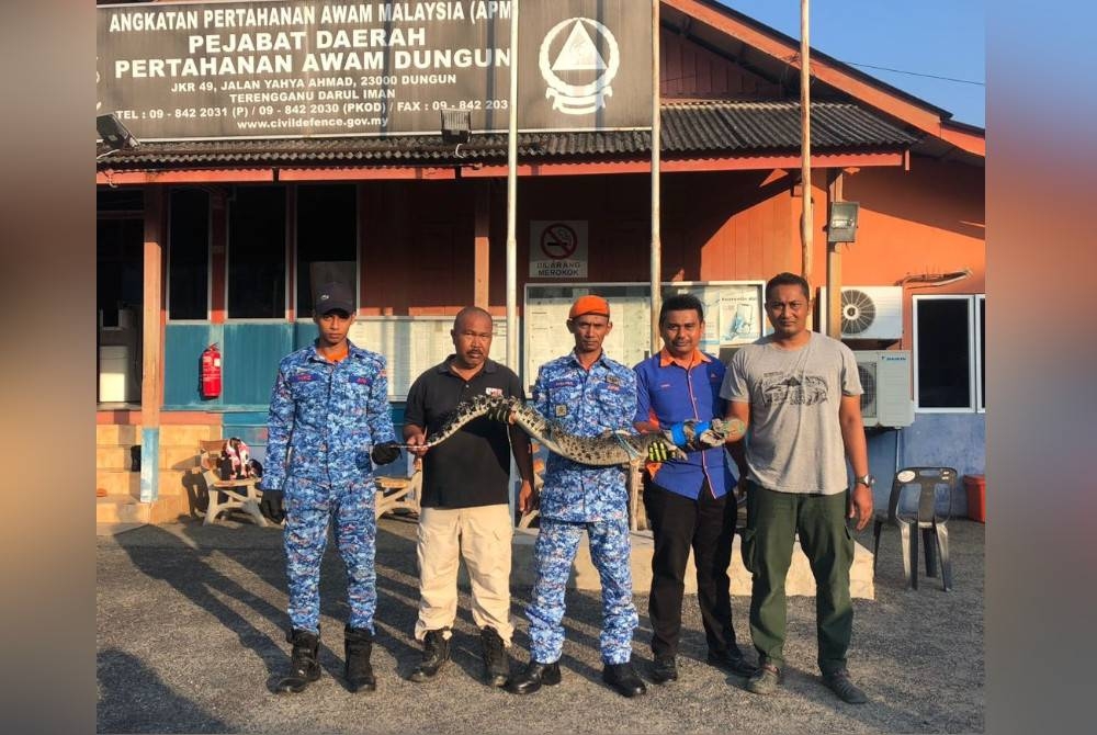 Anak buaya yang berjaya ditangkap selepas dipercayai tersesat dalam longkang di Felda Kerteh 1, Dungun.