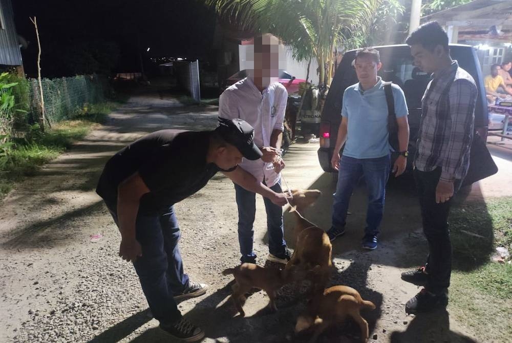 Kambing baka boer berjaya ditemui semula di Putatan selepas dicuri dari sebuah kebun di Kampung Pusak, Ulu Membakut.