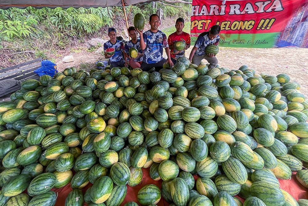 Zuhairi (tengah) bersama ahli keluarganya menunjukkan tembikai yang dijual pada harga RM0.80 sekilogram di Bandar Baru, Gua Musang pada Khamis. - Foto Bernama