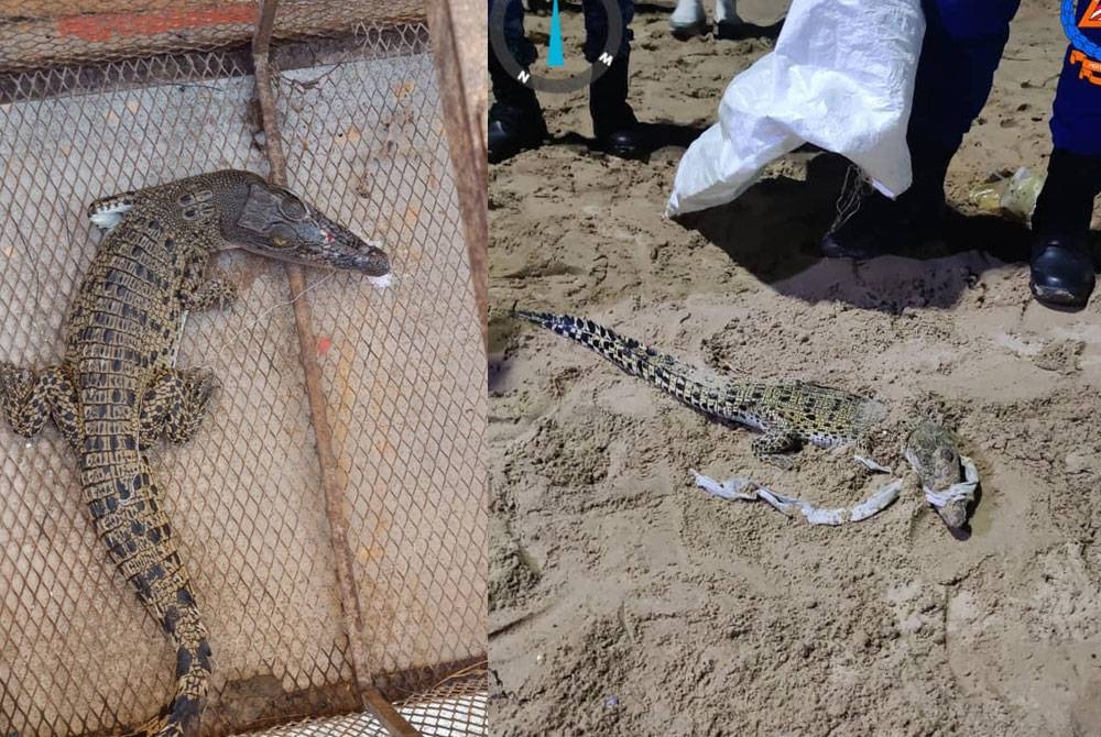 Anak buaya tembaga ditangkap di pantai Port Dickson - Foto: (Ihsan APM).