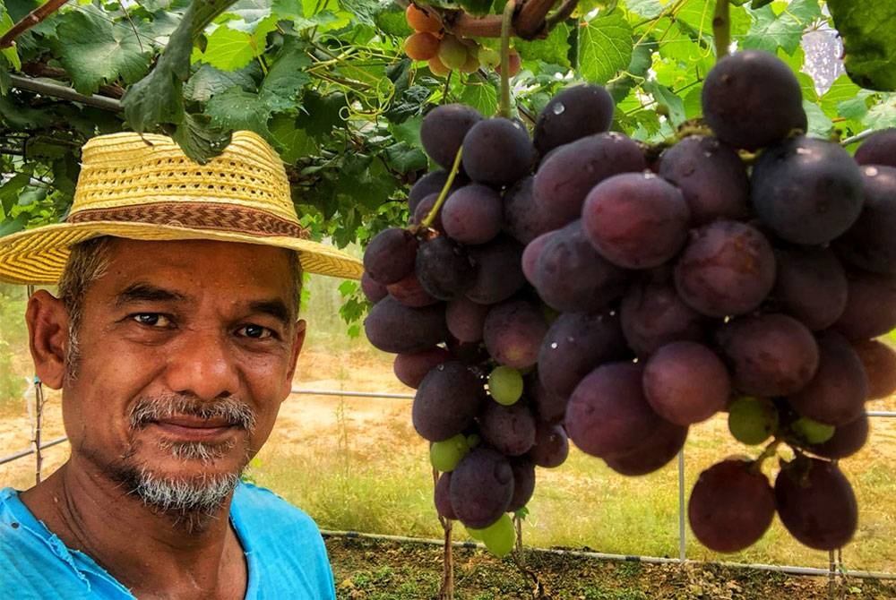 Syed Norhaimi bersama hasil tanaman anggur di Pusat Pertanian Temin, Jerantut yang telah mengeluarkan hasil selepas 10 bulan ditanam.