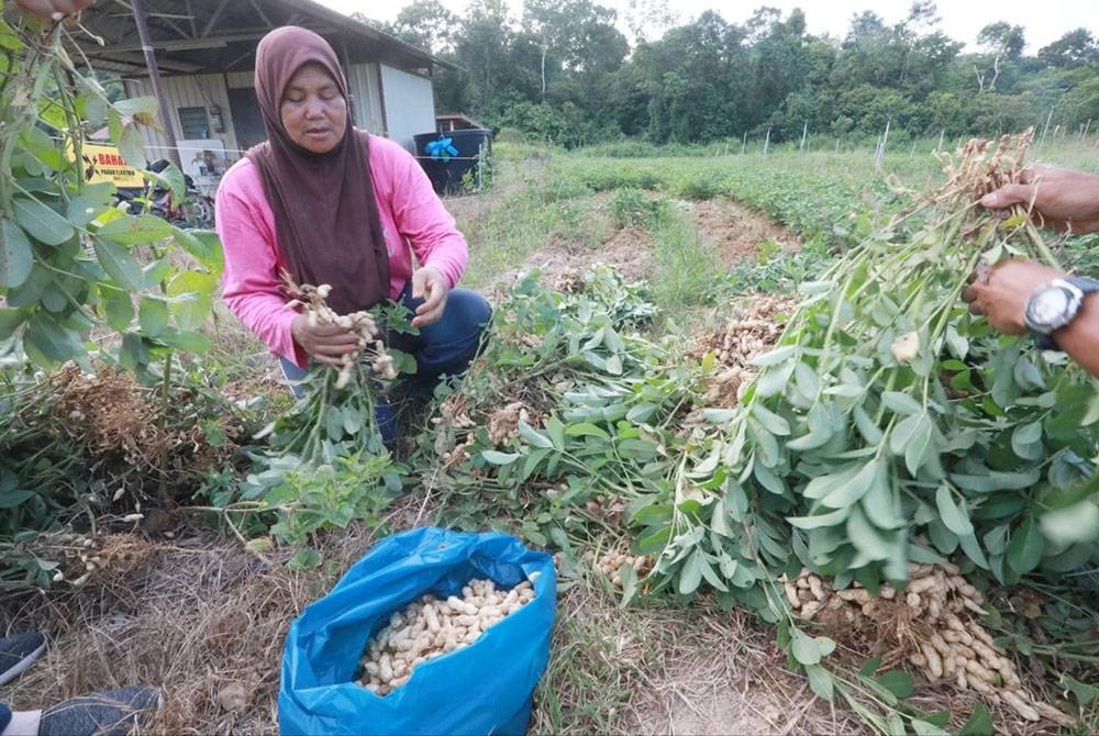 Hashimah bersyukur tanaman kacang memberikan pendapatan lumayan kepada dirinya sekali gus membolehkan menyara 11 anak.