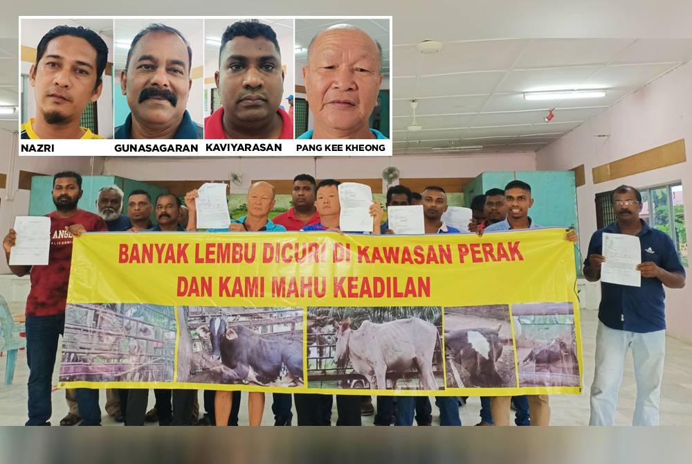 Sekumpulan penternak dihantui kebimbangan dengan kegiatan sindiket mencuri lembu dan kerbau yang dikatakan semakin menjadi-jadi. 