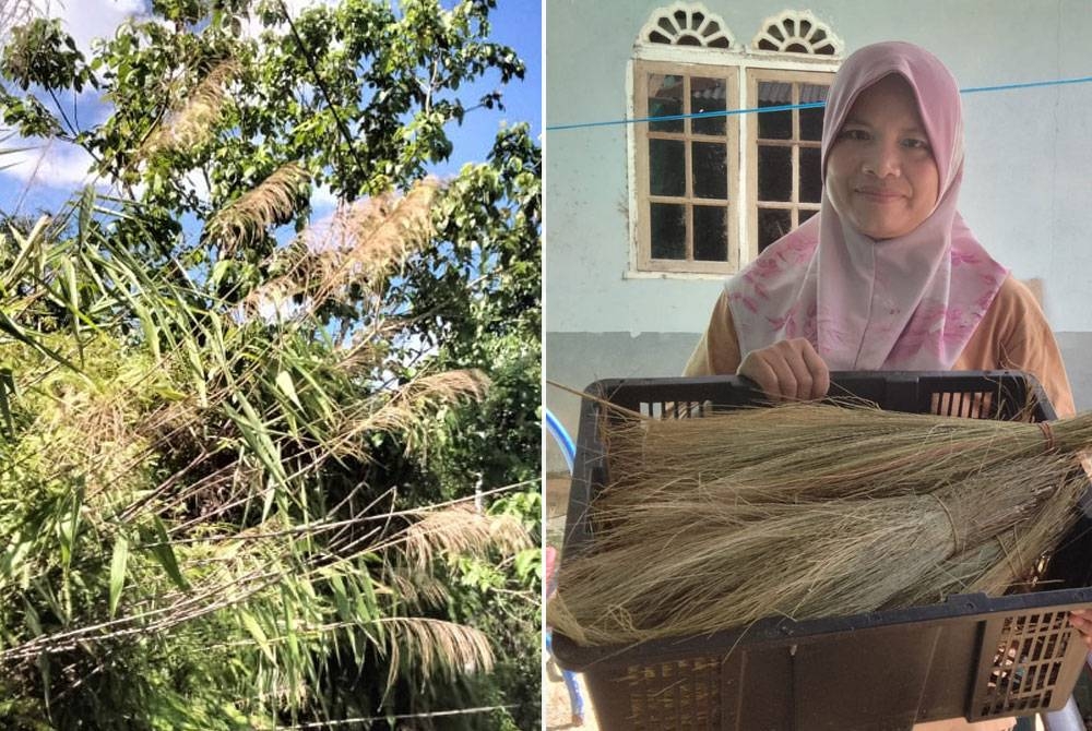 Pokok riong yang tumbuh meliar di sepanjang jalan di Kuala Krai. Gambar kanan: Rohaya menunjukkan pokok riong yang belum diikat.