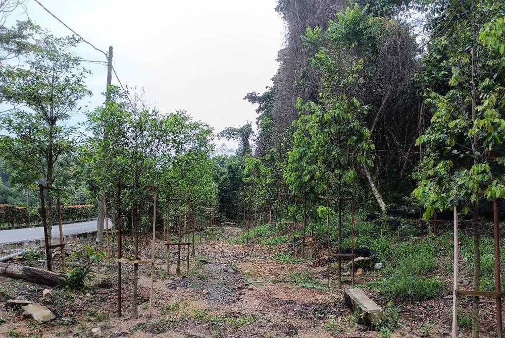 Projek Penanaman 1 Juta Pokok bertujuan memulih semula 2,500 hektar hutan terosot di Lower Kawag, Lahad Datu, Sabah, dan rehabilitasi habitat orang utan.