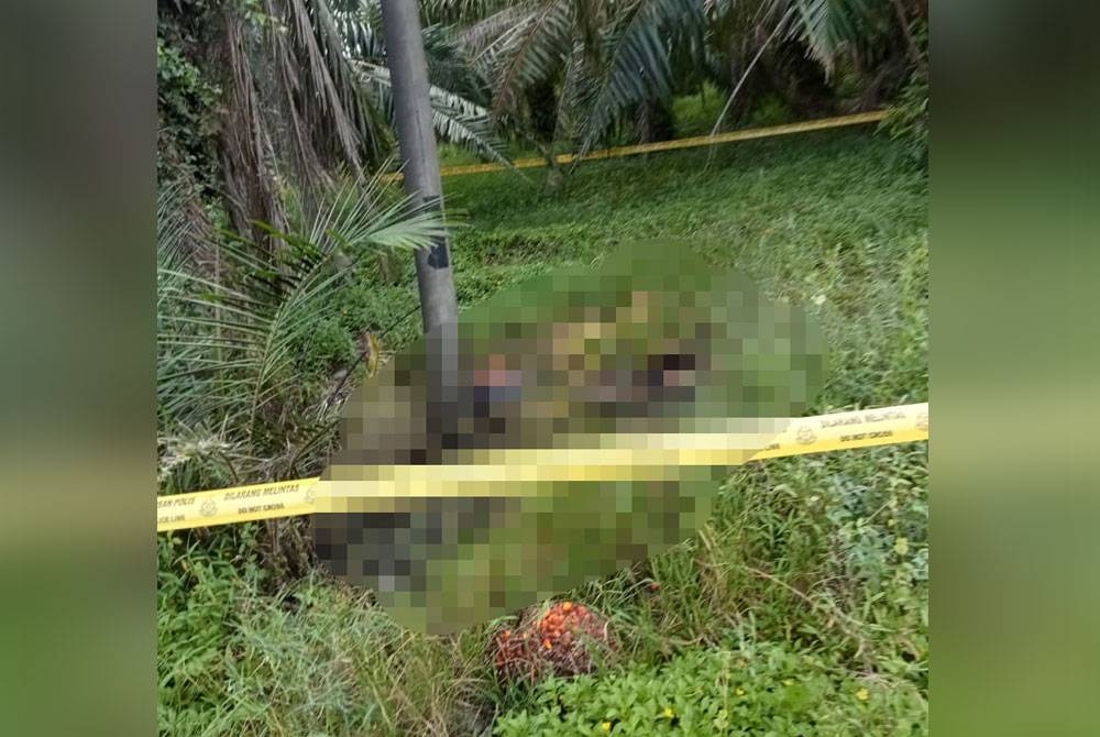 Mayat tanpa identiti ditemui terbakar di tepi kebun kelapa sawit berhampiran kandang lembu di Kampung Sungai Limau, Sungai Besar pada Selasa.