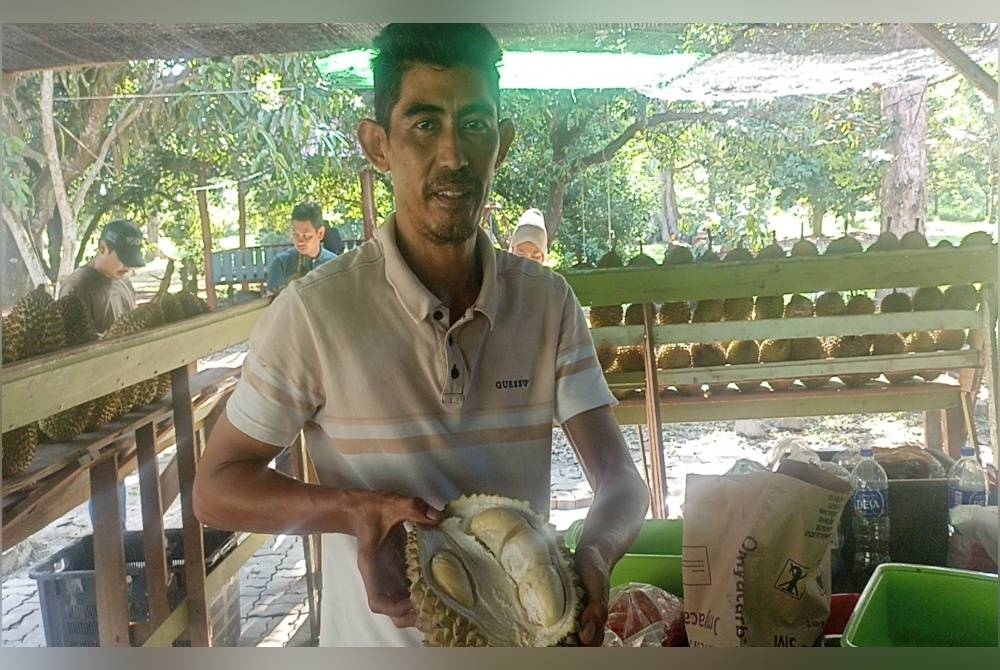 
Abdul Hadir menunjukkan durian kampung yang sudah mula gugur di dusunnya di Pekan Nanas.