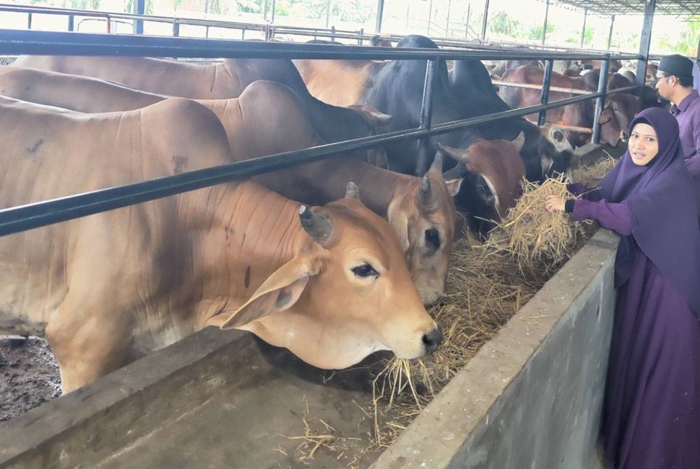 Asma memberikan jerami sebagai makanan lembu di Ladang Ternak Ummah Kampung Sungai Yu di sini pada Sabtu.