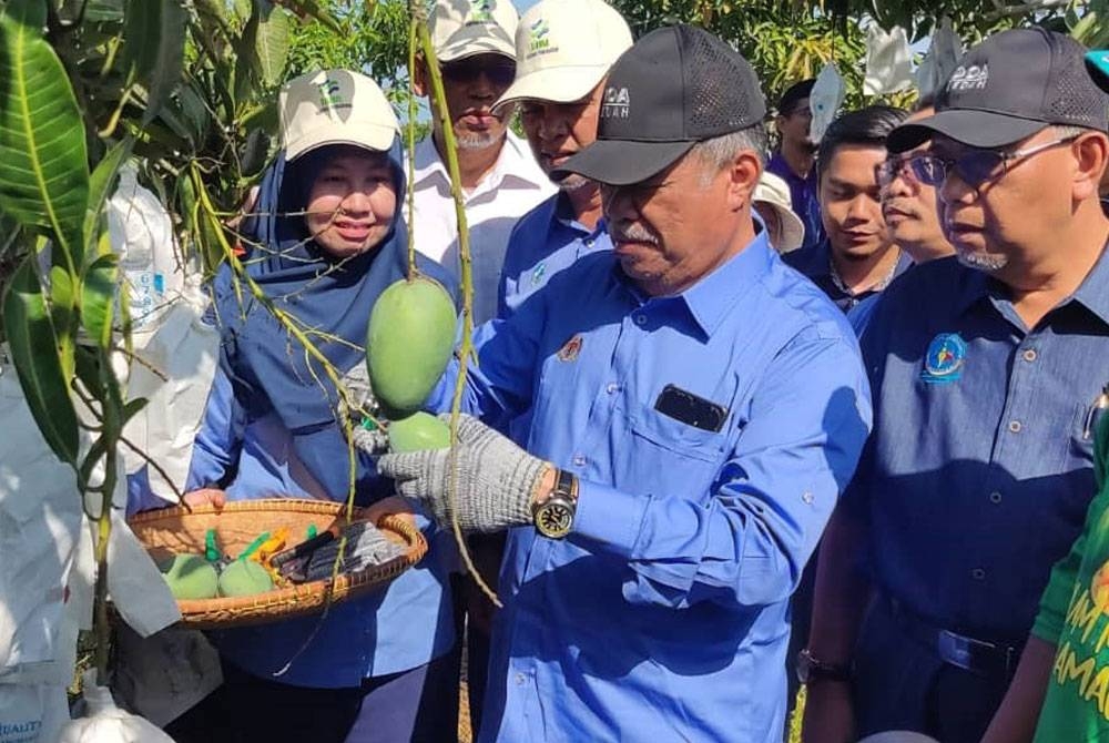 Mohamad melihat buah mangga harumanis di sebuah ladang di Pusat Pengumpulan Ladang, Kampung Pida 3, di Kodiang pada Ahad.