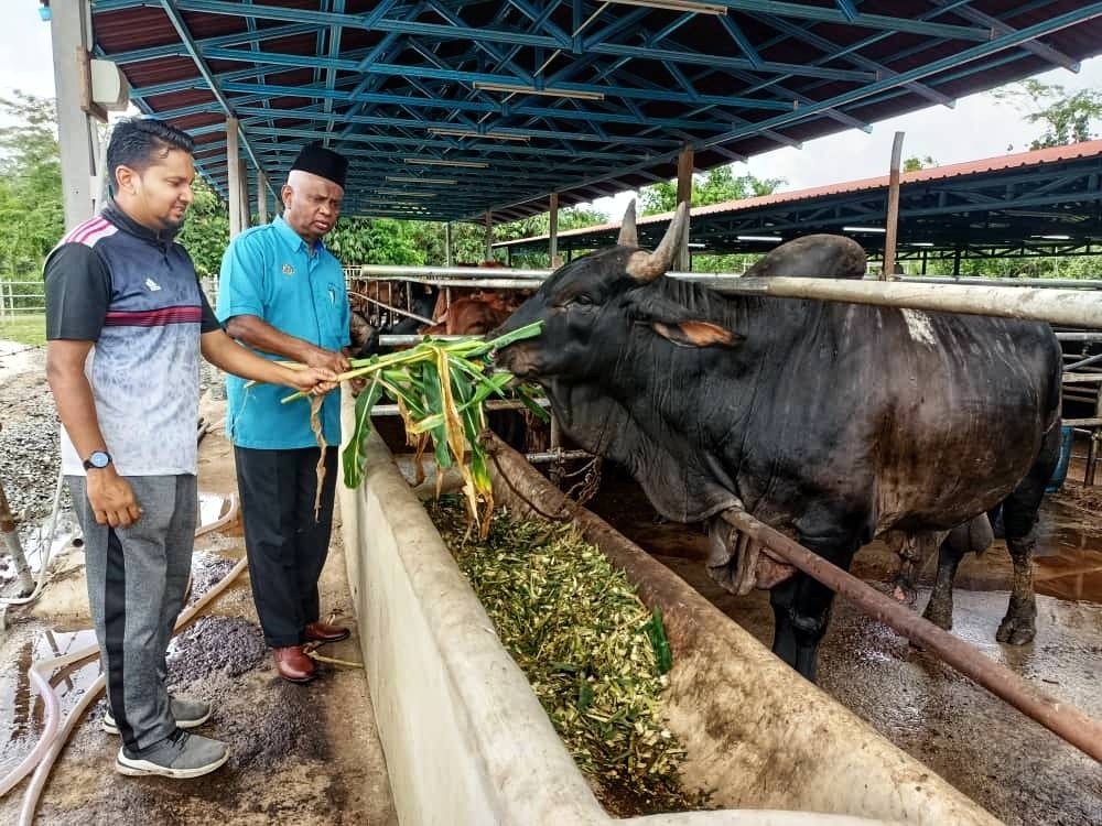 Zainol Abidin (dua dari kiri) bersama anaknya Mohamad Alias Zainol Abidin, 32, memberi makan salah seekor lembu ternakan di ladang mereka di Jalan Sintok di sini.