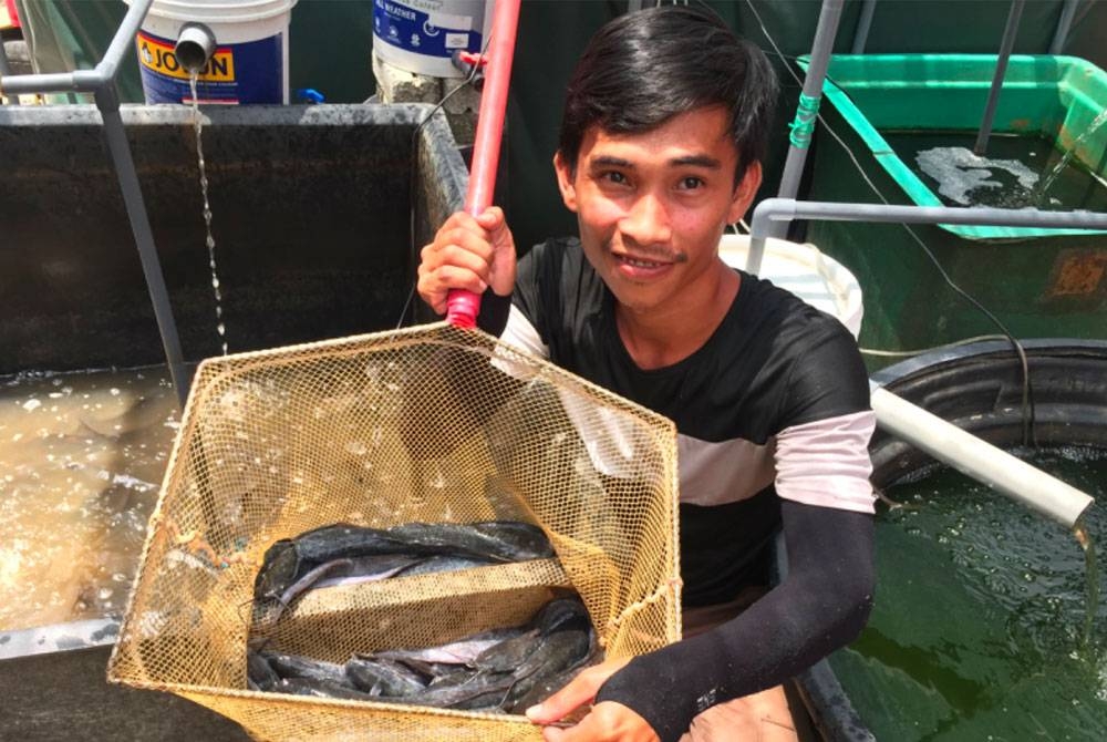 Ikan keli hasil ternakan Firdaus.