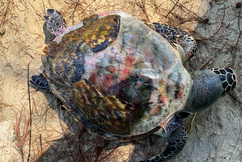 Seekor anak penyu jantan spesies karah ditemukan mati di perairan Pulau Kapas pada Isnin.