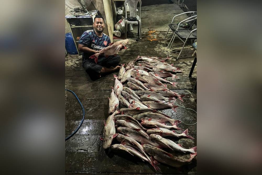 Mohd Syahir menunjukkan 43 ekor ikan patin buah yang berjaya dinaikkan dari Sungai Pahang Khamis lalu.