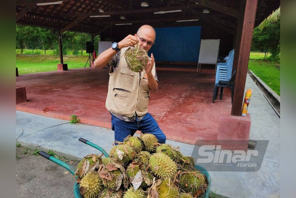 Nordin menunjukkan buah durian yang gugur diancam kawanan beruk.