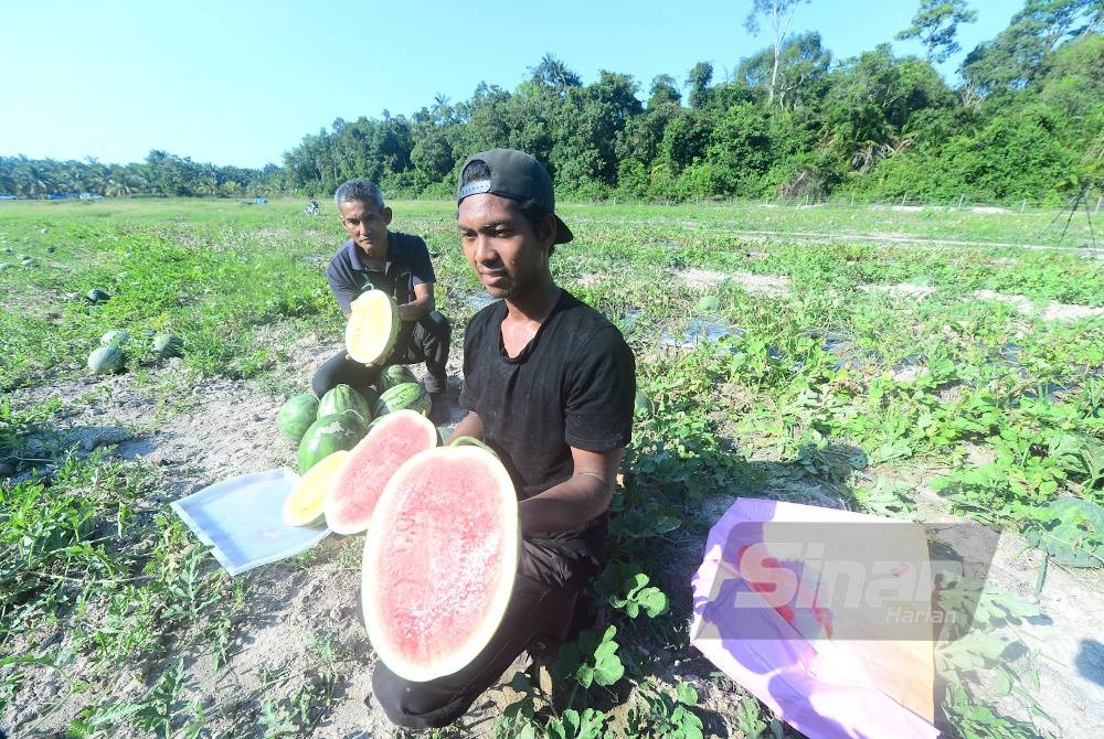 Muhammad Ameer (depan) menunjukkan tembikai merah manakala Husaini menunjukkan tembikai isi kuning.